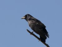 Raven (Corvus corax)