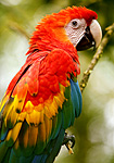 Red-and-green Macaw (Ara chloropterus)