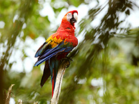 Red-and-green Macaw (Ara chloropterus)