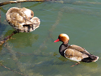 Fistione turco (Netta rufina)