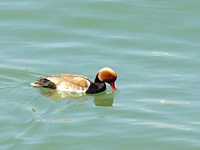 Fistione turco (Netta rufina)