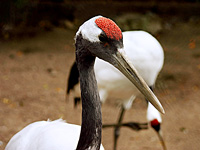 Red-crowned Crane (Grus japonensis)