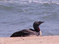 Red-throated Diver (Gavia stellata)