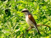 Red-backed Shrike (Lanius collurio)