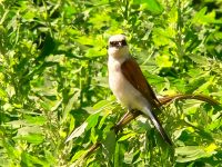 Red-backed Shrike (Lanius collurio)