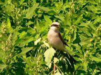 Red-backed Shrike (Lanius collurio)
