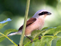 Red-backed Shrike (Lanius collurio)