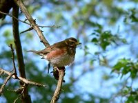 Redwing (Turdus iliacus)