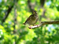 Redwing (Turdus iliacus)