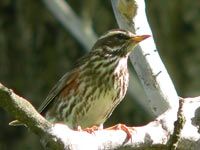 Redwing (Turdus iliacus)