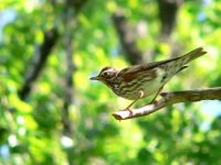 Redwing (Turdus iliacus)
