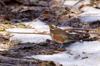 Redwing (Turdus iliacus)