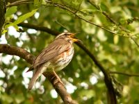 Redwing (Turdus iliacus)