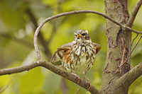 Redwing (Turdus iliacus)