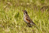 Redwing (Turdus iliacus)