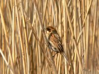 Reed Bunting (Emberiza schoeniclus)