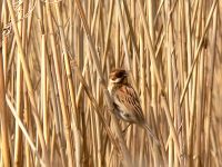 Reed Bunting (Emberiza schoeniclus)