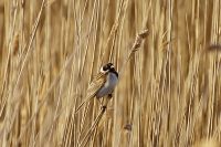 Reed Bunting (Emberiza schoeniclus)