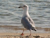 Ring-billed Gull (Larus delawarensis)
