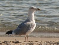 Ring-billed Gull (Larus delawarensis)
