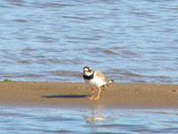 Ringed Plover (Charadrius hiaticula)