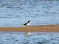 Ringed Plover (Charadrius hiaticula)