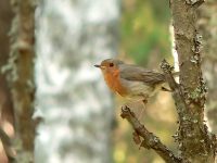 Robin (Erithacus rubecula)