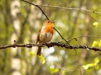 Robin (Erithacus rubecula)