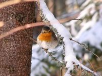 Robin (Erithacus rubecula)