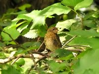 Robin (Erithacus rubecula)