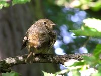 Robin (Erithacus rubecula)
