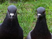 Rock Dove, Rock Pigeon (Columba livia)