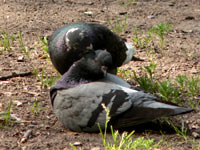 Rock Dove, Rock Pigeon (Columba livia)