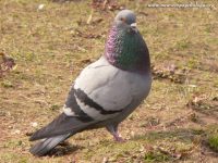 Rock Dove, Rock Pigeon (Columba livia)