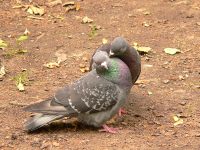 Rock Dove, Rock Pigeon (Columba livia)