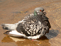 Rock Dove, Rock Pigeon (Columba livia)