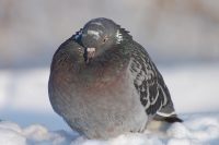 Rock Dove, Rock Pigeon (Columba livia)
