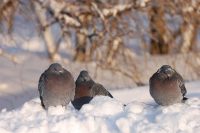 Rock Dove, Rock Pigeon (Columba livia)