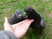 Rock Dove, Rock Pigeon (Columba livia)