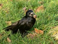 Rook (Corvus frugilegus)