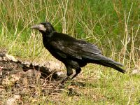 Rook (Corvus frugilegus)