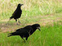 Rook (Corvus frugilegus)