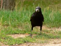 Rook (Corvus frugilegus)