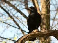 Rook (Corvus frugilegus)