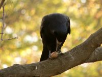 Rook (Corvus frugilegus)