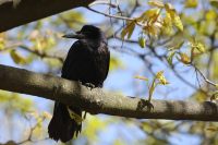 Rook (Corvus frugilegus)