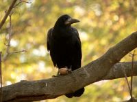 Rook (Corvus frugilegus)