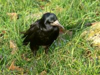 Rook (Corvus frugilegus)