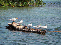 Royal Tern (Sterna maxima)