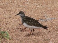 Ruddy Turnstone (Arenaria interpres)